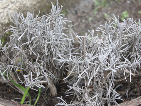 15.	Alfazema (Lavandula angusti folia)
Data da fotografia: 29/03/2018
Utilidade/ função na horta: Atrai muitas espécies de borboletas. Repelente eficaz contra formigas e afídeos.